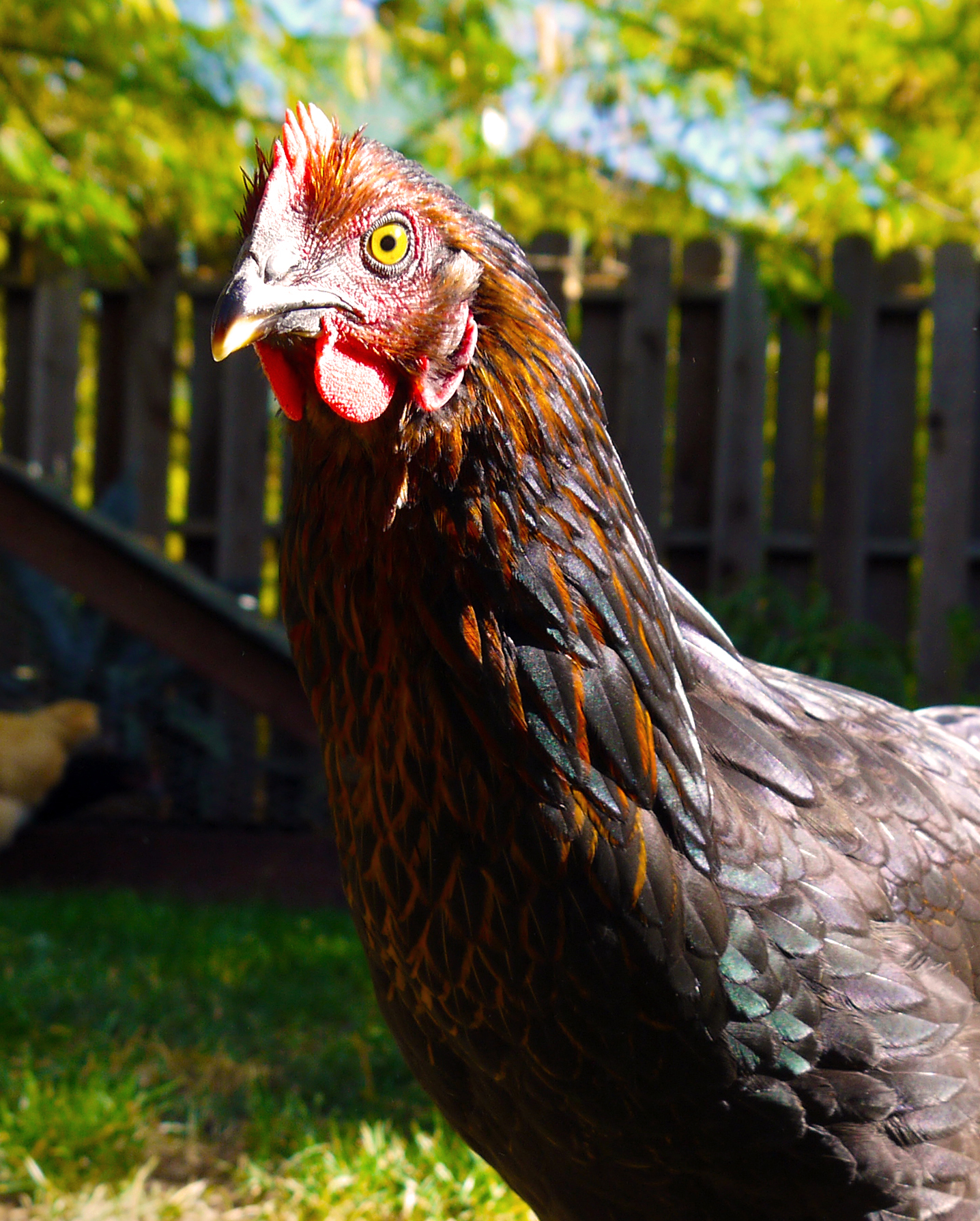 chicken head